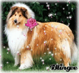 branka53