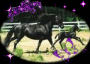 black horses black horses