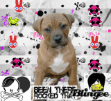 my doggie reble