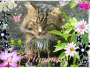 Mon chat Frimousse
