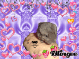 baby chinchilla