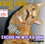 funny kitty
