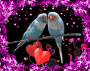 Birdie Couple In Love -Love and Kisses