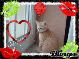 my cats