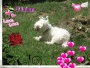 chipie