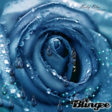 blu rose!