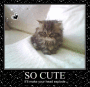 so cute so cute