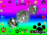 love my dog