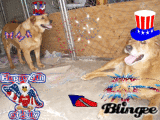 4th Of July Dogs