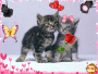 2 petits chatons 2 petits chatons
