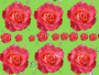 rose