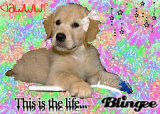 Puppy Dog 