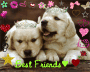 Doggy Best Friends