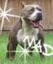 mad dog mad dog