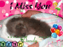 ilovepapillons22