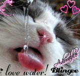 WaterCat