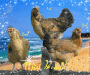 Miss Beach Chick Contes!