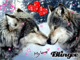 kiss wolf