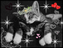 cuccioli amici