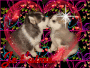 cagnolini cagnolini