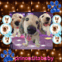 perros dance (ORIGINAL BLINGEE) perros dance (ORIGINAL BLINGEE)