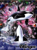 orca