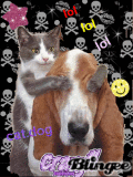 crazy=cat&dog