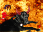devil dog