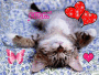 cute sleeping kitten cute sleeping kitten