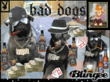 bad dogs