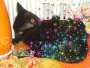 un chat incconu
