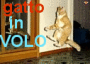 GATTO IN VOLO