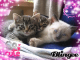chatons