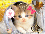 this cat is adorable