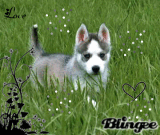 Husky