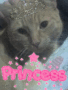 Kira My Cat