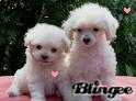 CACHORITOS