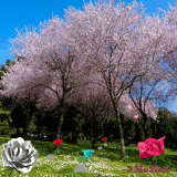 spring