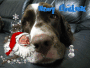 Merry Chrsitmas!