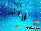 dolphins