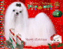 OMNI WISH YOU MERRY CHRISTMAS OMNI WISH YOU MERRY CHRISTMAS
