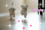 Puppies Puppies
