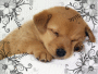 o°o°o CaNi 4e o°o°o