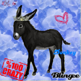 Donkey!