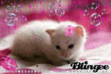 Pink kitty