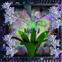 Fairy Magic