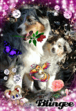 2 hunde