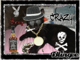 mi gato de la mafia