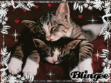 schlafende katzen