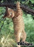 gattino!!!!!!!!!!!! gattino!!!!!!!!!!!!